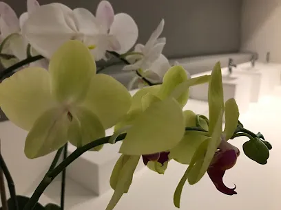 Sia's Beauty
